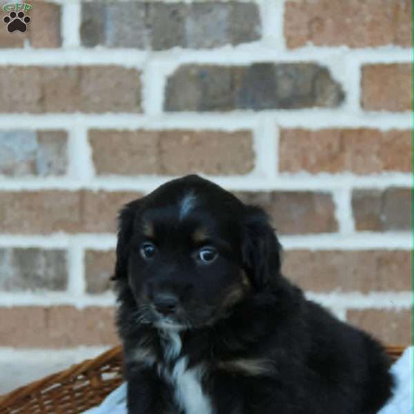 Becky, Miniature Australian Shepherd Puppy